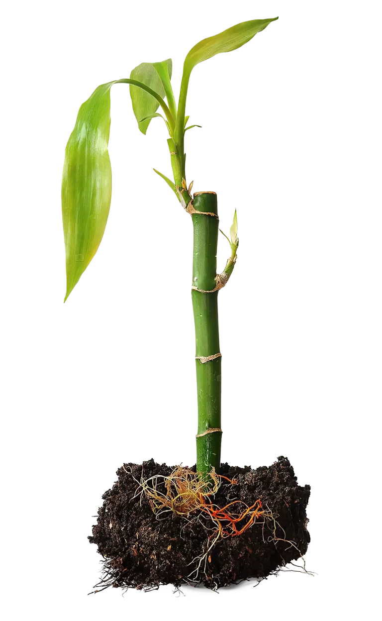 Bambu com raízes profundas